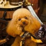 Miho Yoshida さんのプロフィール写真